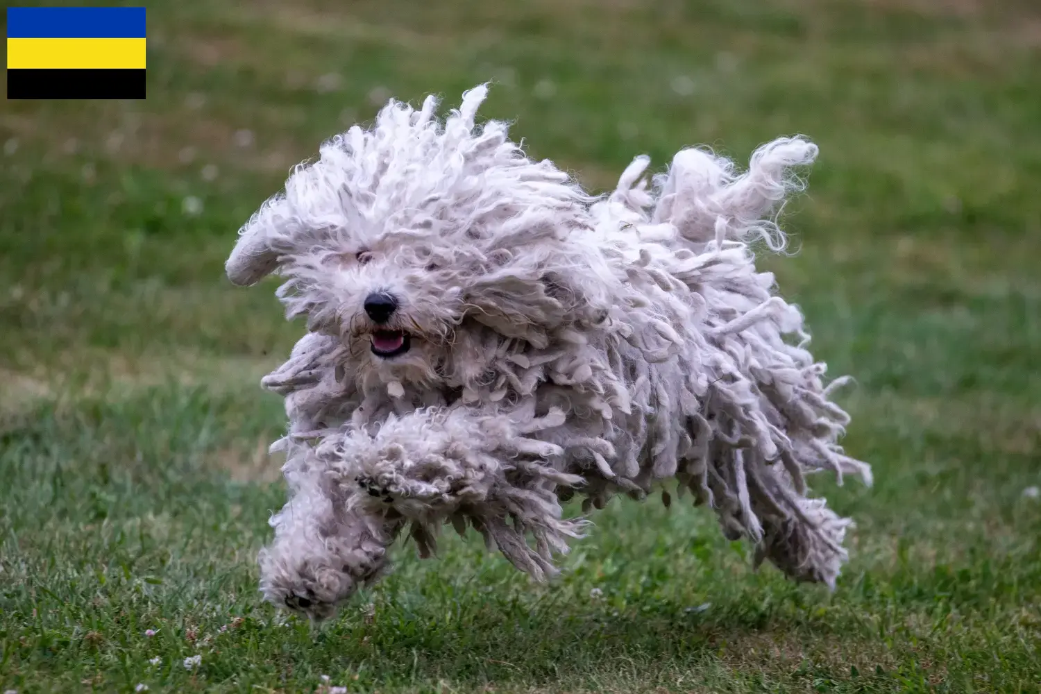 Read more about the article Puli breeders and puppies in Gelderland