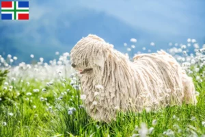 Read more about the article Puli breeders and puppies in Groningen
