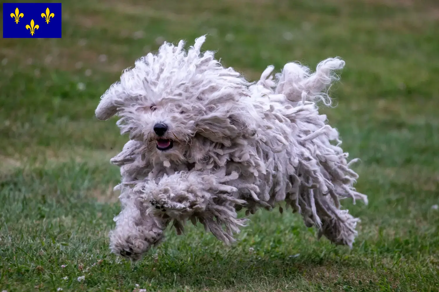 Read more about the article Puli breeders and puppies in Île-de-France