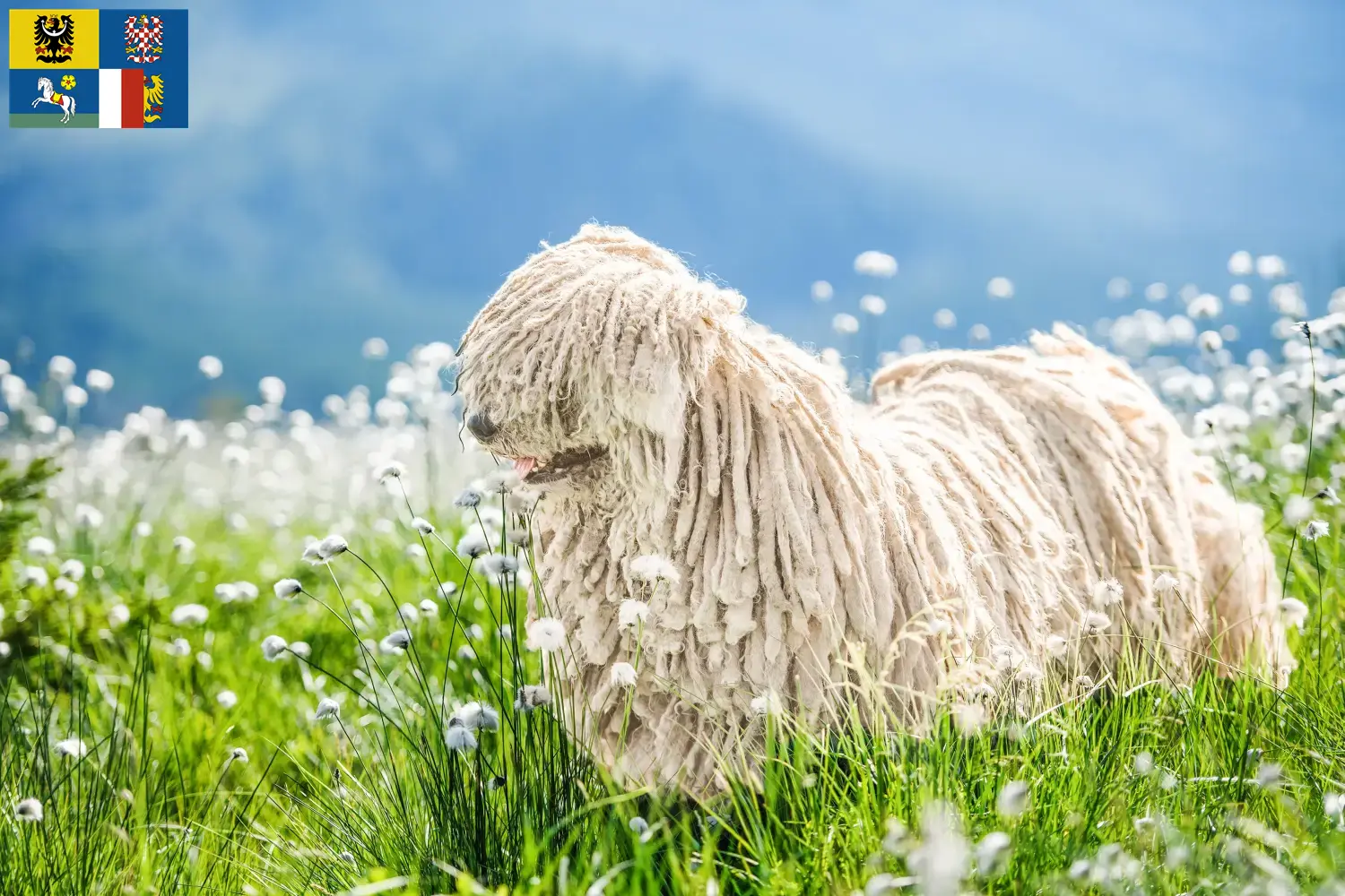Puli puppies and breeder Moravia-Silesia Here you can find Pulis breeders in Moravia-Silesia.