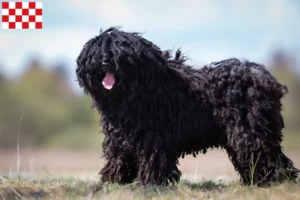 Read more about the article Puli breeders and puppies in North Brabant