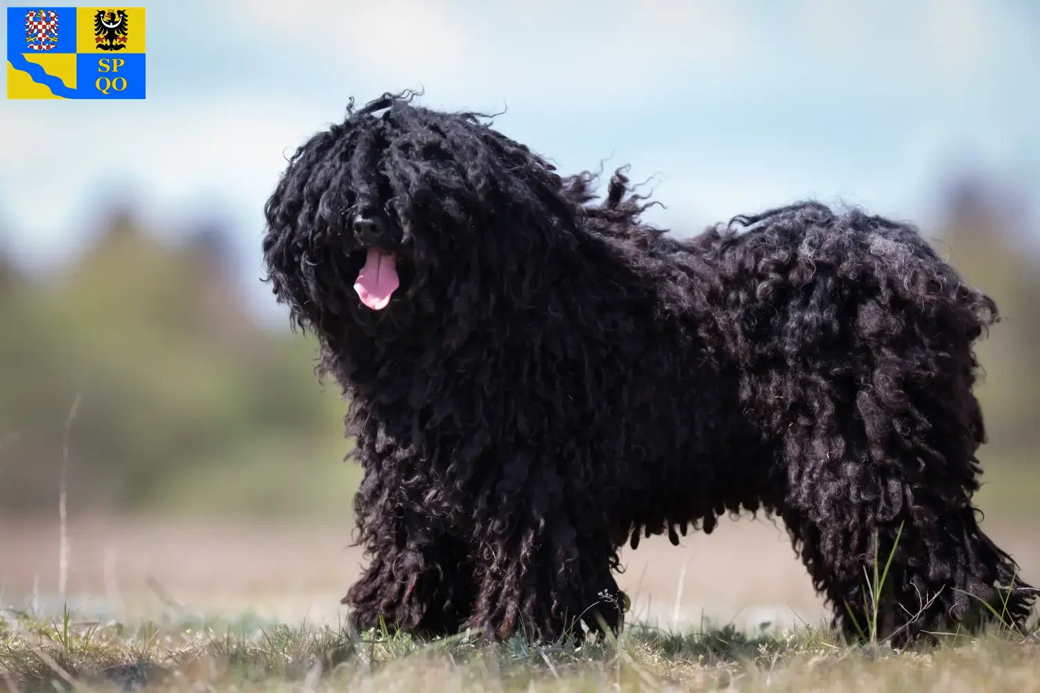 Puli puppies and breeder Olomouc Here you can find Pulis breeders in Olomouc.