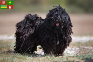 Read more about the article Puli breeders and puppies in Pilsen