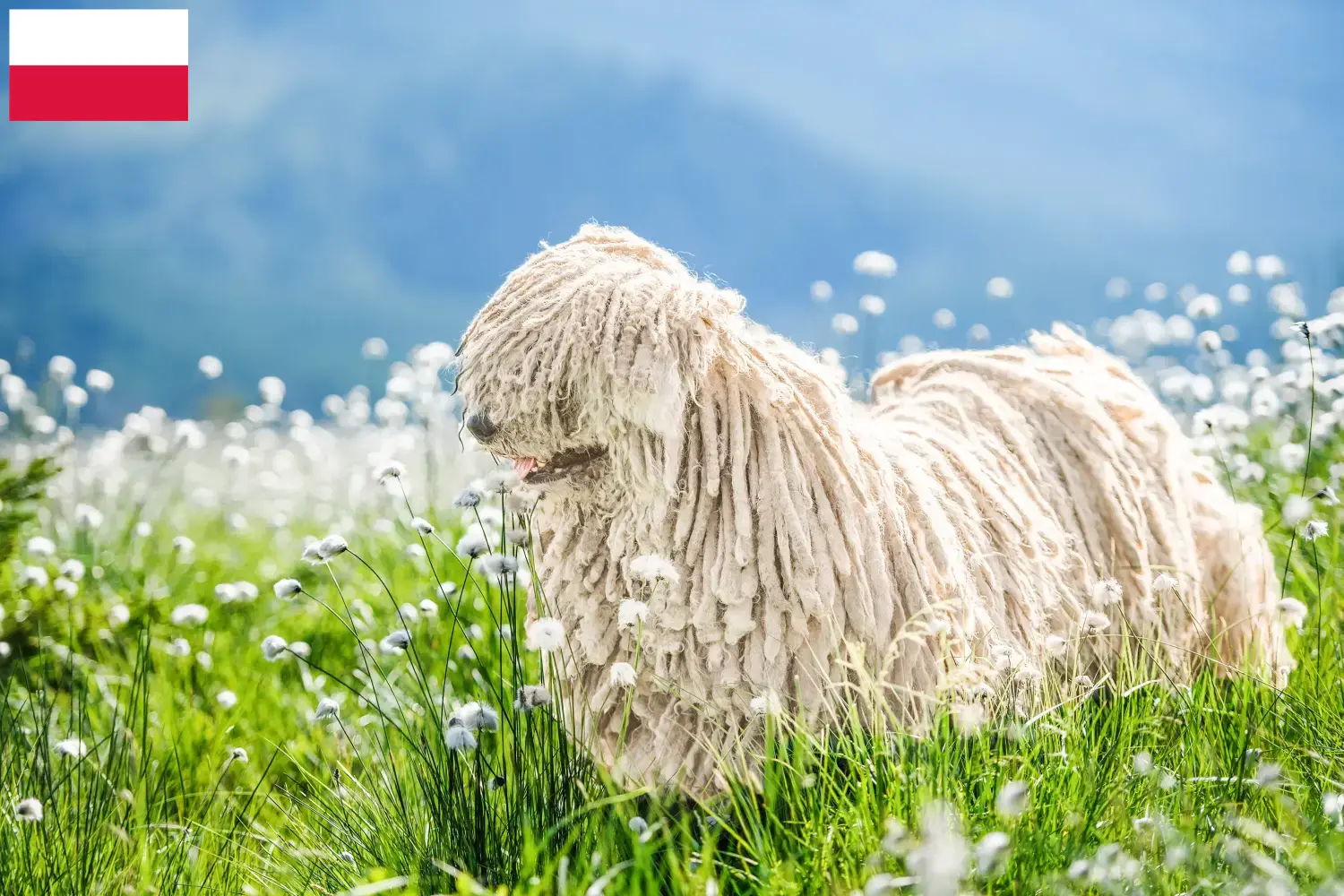 Puli puppies and breeders Poland Here you can find Pulis breeders in Poland.