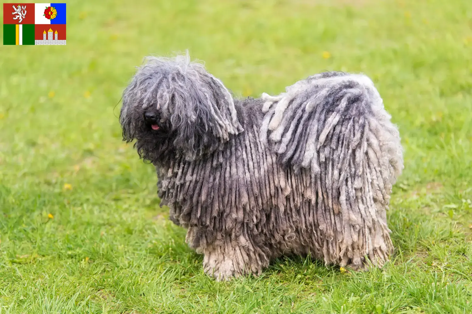 Puli puppies and breeders South Bohemia Here you can find Pulis breeders in South Bohemia.
