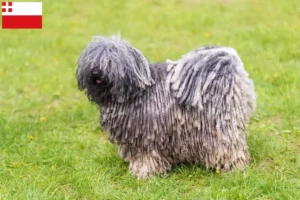 Read more about the article Puli breeders and puppies in Utrecht