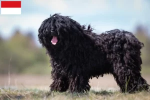 Read more about the article Puli breeders and puppies in Vienna