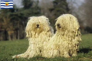 Read more about the article Puli breeders and puppies in Zeeland