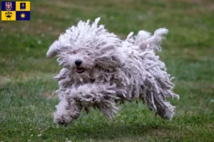 Read more about the article Puli breeders and puppies in Zlín