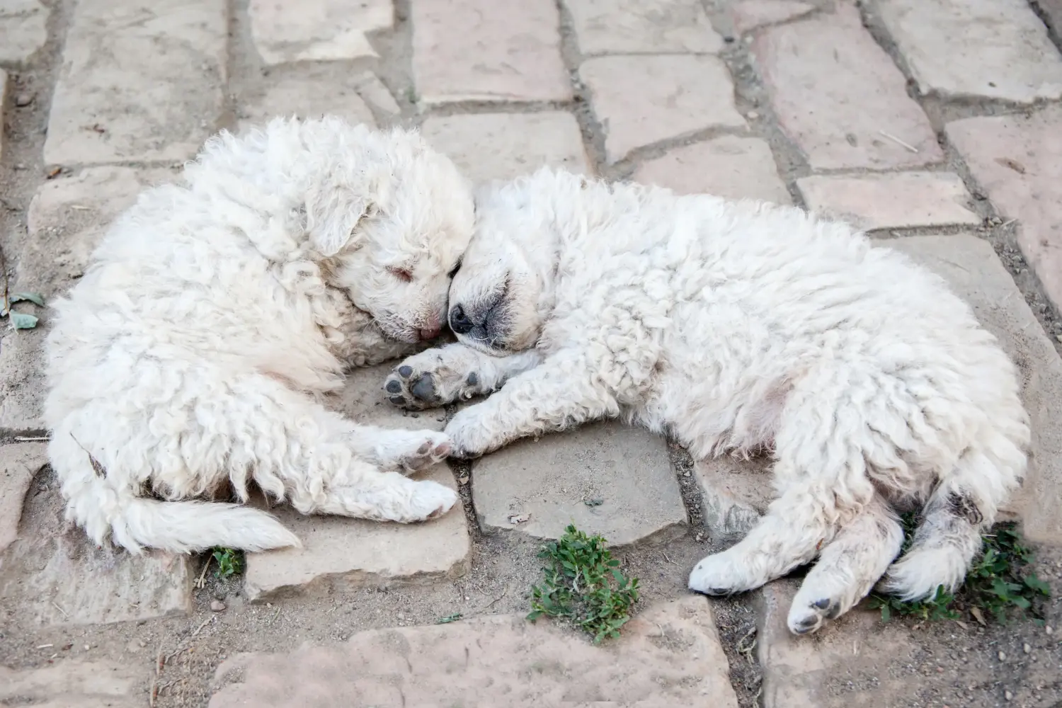 Buying a Puli puppy means taking responsibility! Buy Puli puppies.