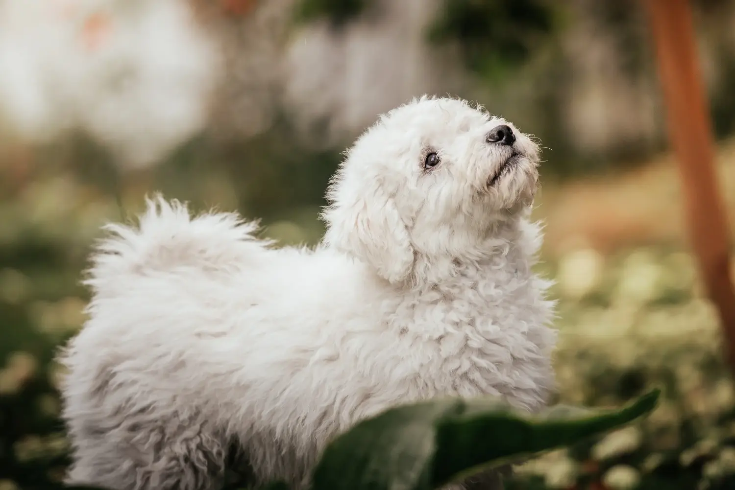 Buying a Puli puppy means taking responsibility! Buy Puli puppies.