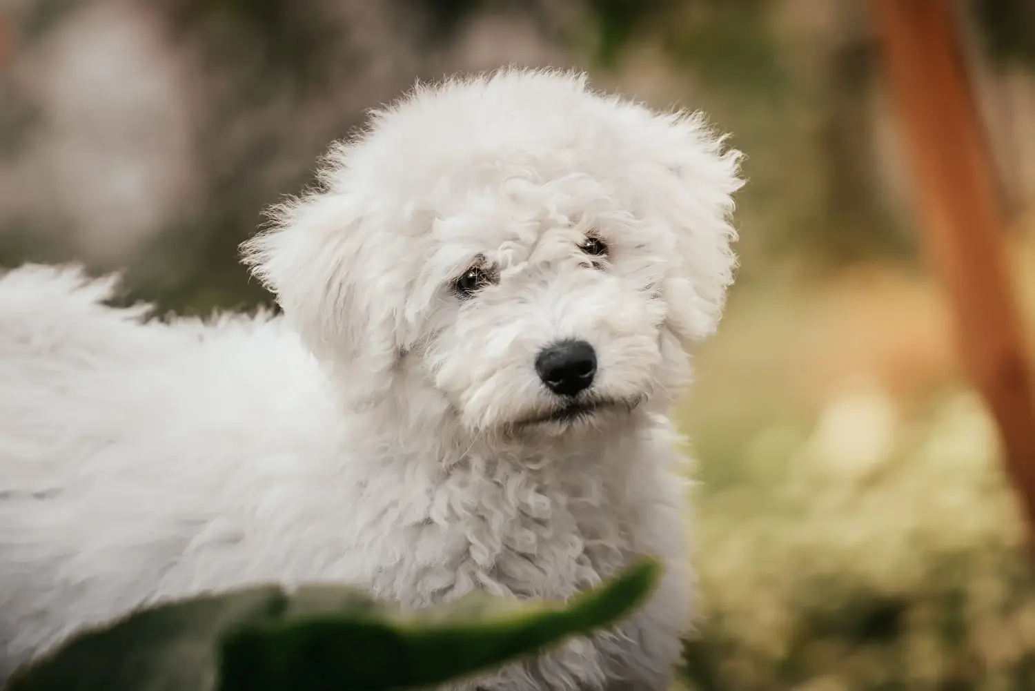 Buying a Puli puppy means taking responsibility! Buy Puli puppies.
