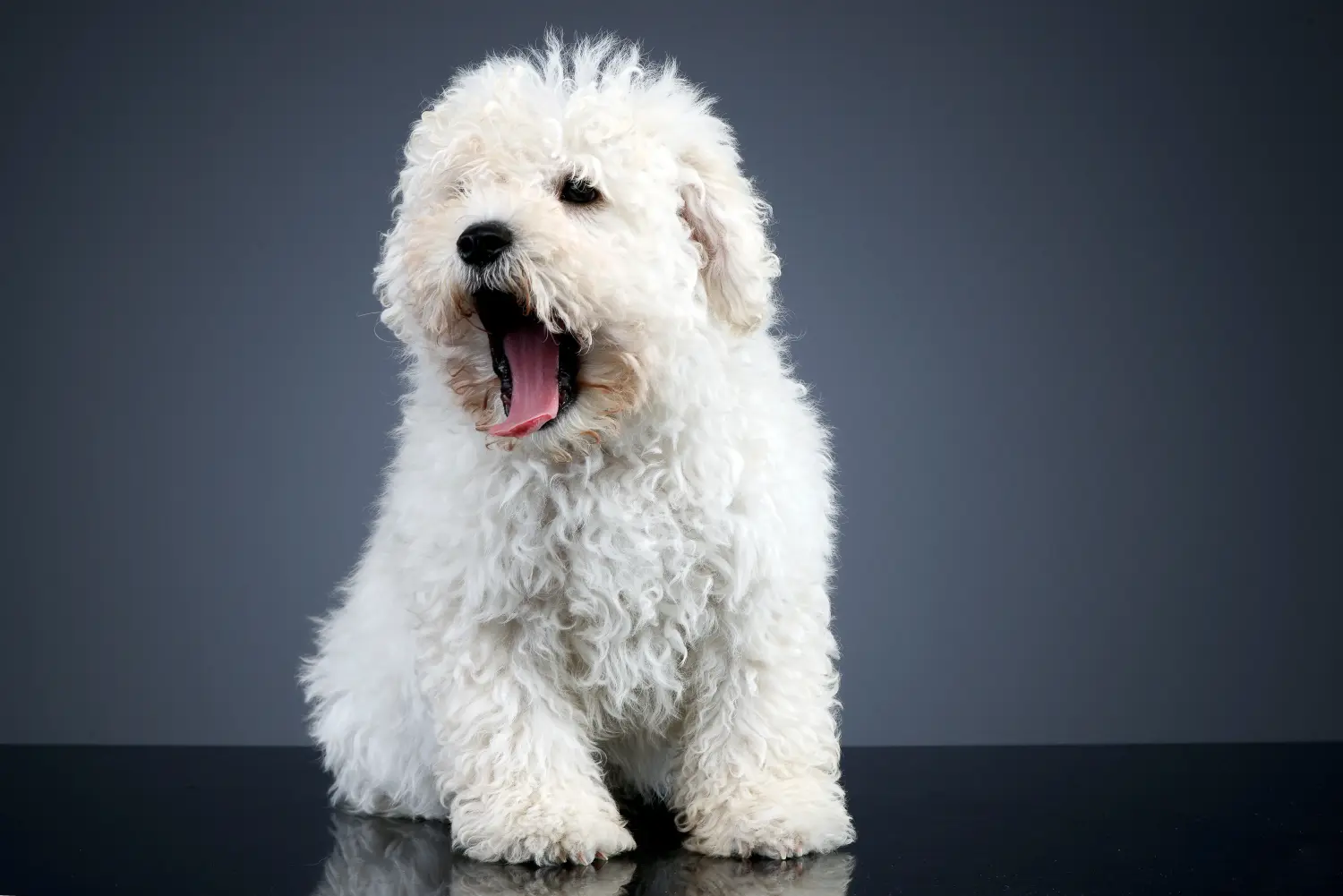 Buying a Puli puppy means taking responsibility! Buy Puli puppies.