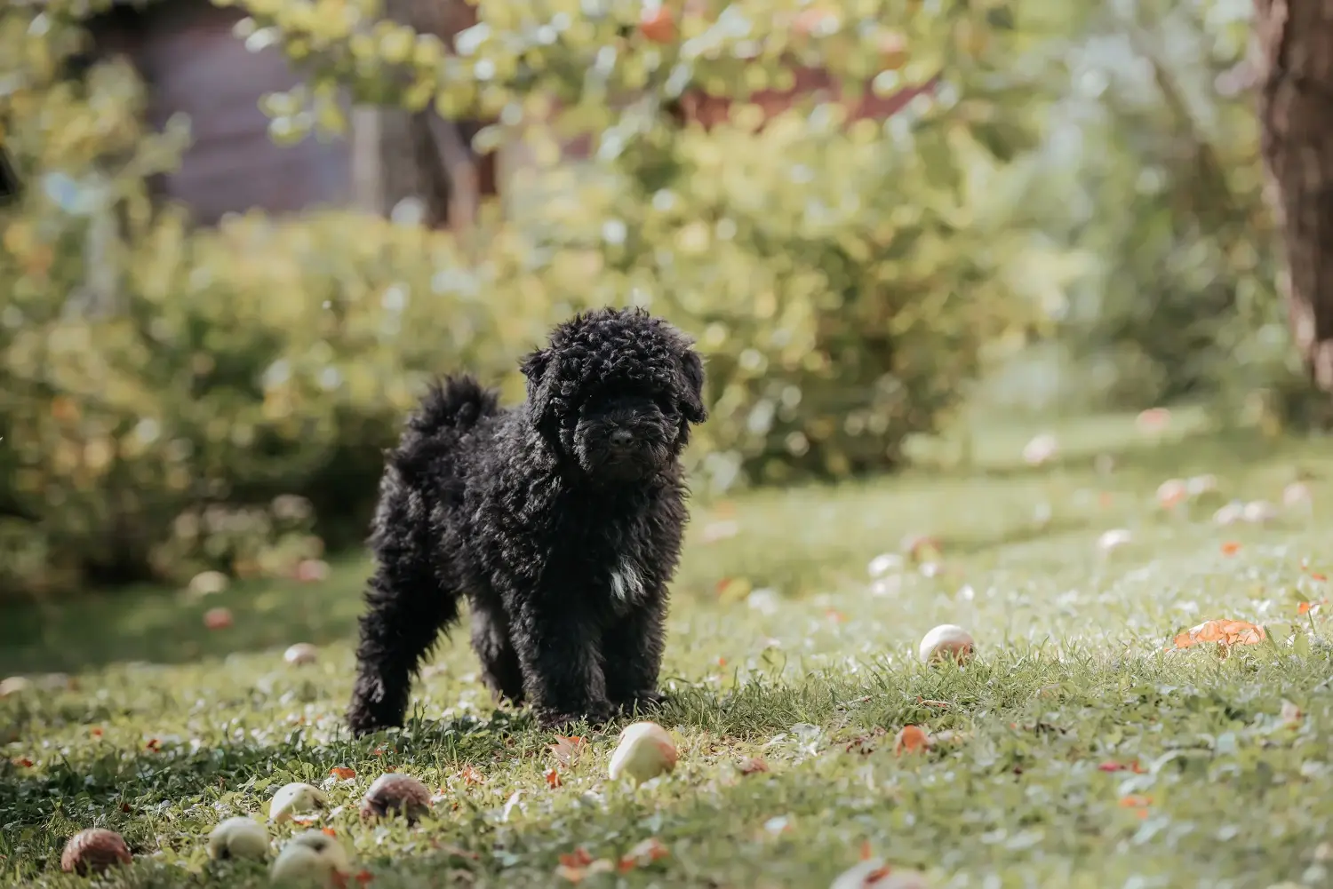 Buying a Puli puppy means taking responsibility! Buy Puli puppies.