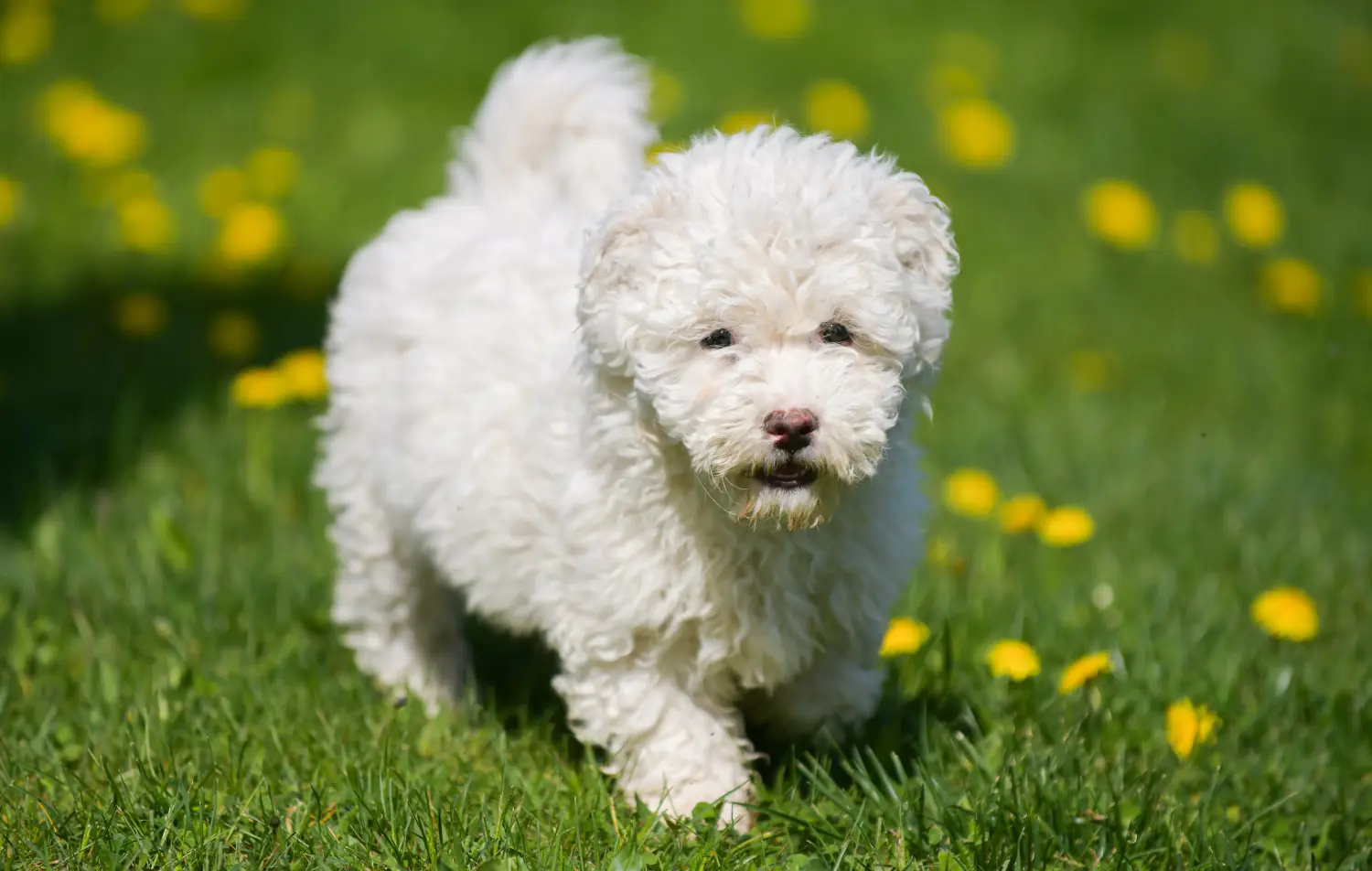 Buying a Puli puppy means taking responsibility! Buy Puli puppies.