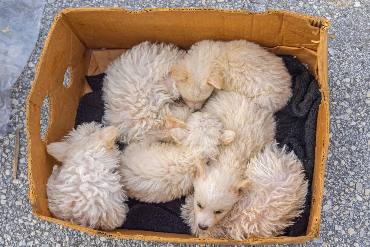 Buying a Puli puppy means taking responsibility! Buy Puli puppies.