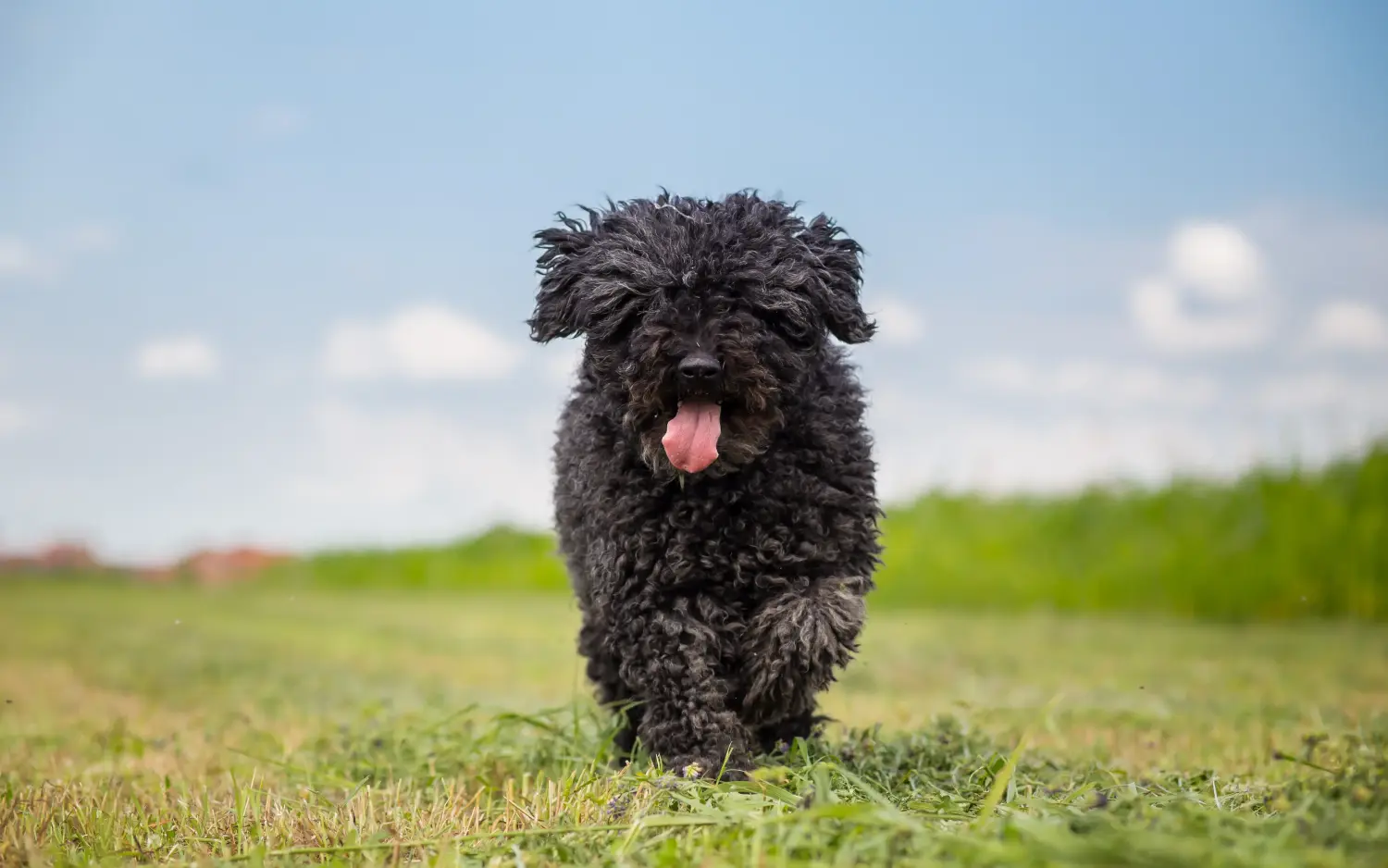 Buying a Puli puppy means taking responsibility! Buy Puli puppies.
