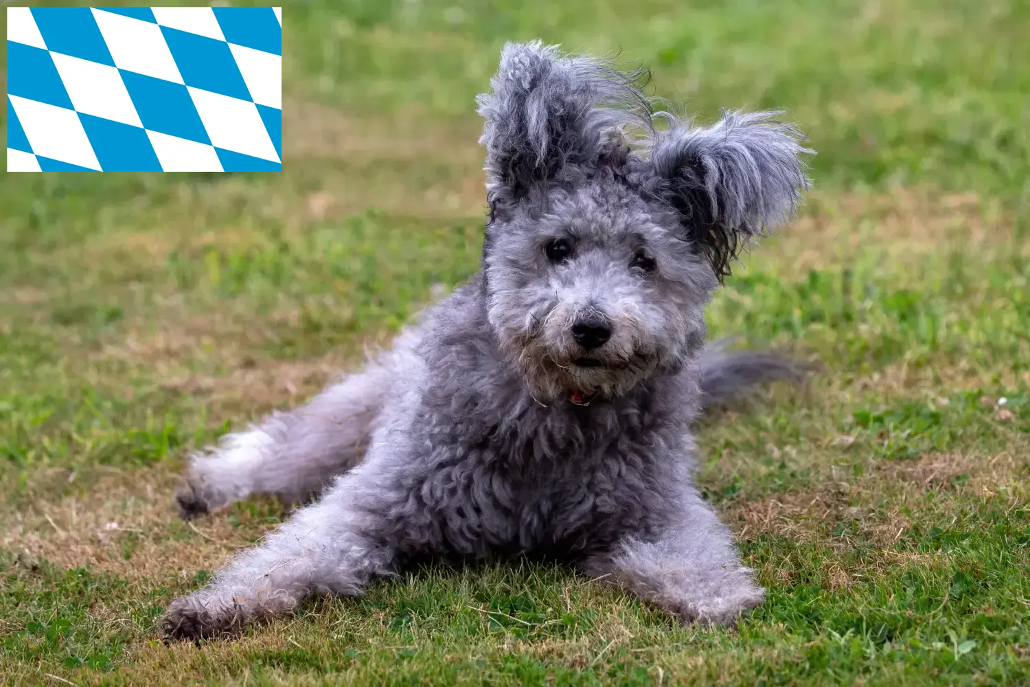 Pumi puppies and breeders Bavaria Here you can find Pumis breeders in Bavaria.