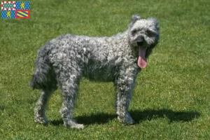Read more about the article Pumi breeders and puppies in Bourgogne-Franche-Comté