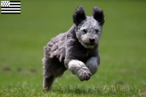 Read more about the article Pumi breeders and puppies in Brittany