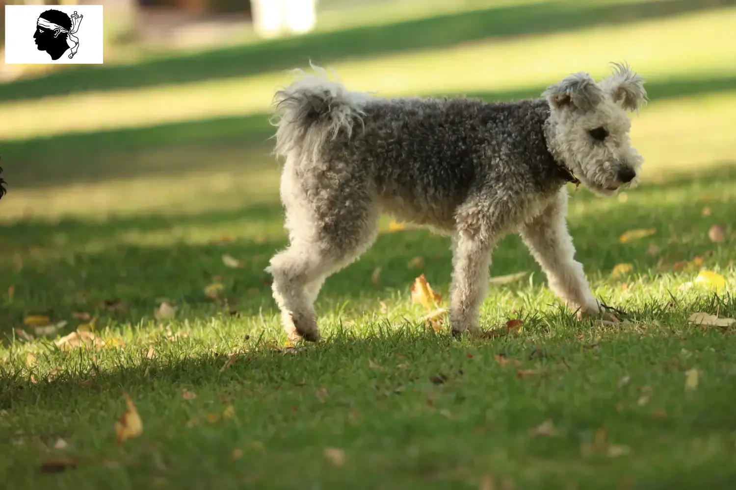 Read more about the article Pumi breeders and puppies in Corsica