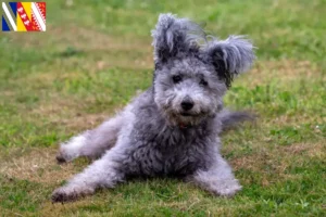 Read more about the article Pumi breeders and puppies in Grand Est