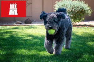Read more about the article Pumi breeders and puppies in Hamburg