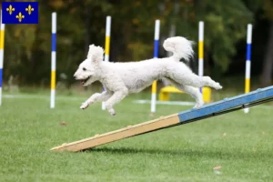 Read more about the article Pumi breeders and puppies in Île-de-France