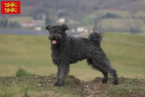 Read more about the article Pumi breeders and puppies in Normandy