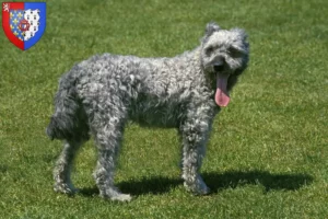 Read more about the article Pumi breeders and puppies in Pays de la Loire