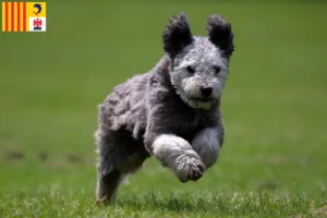 Read more about the article Pumi breeders and puppies in Provence-Alpes-Côte d’Azur