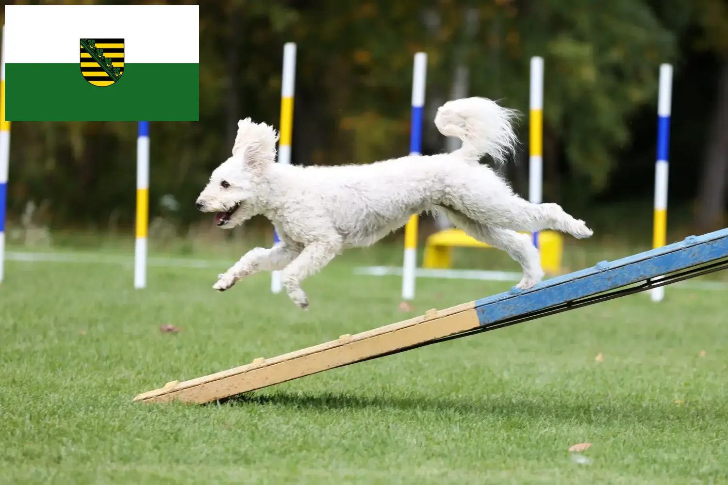Pumi puppies and breeder Saxony Here you can find Pumis breeders in Saxony.