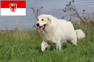 Read more about the article Pyrenean Mountain Dog breeders and puppies in Brandenburg