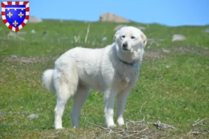 Read more about the article Pyrenean Mountain Dog breeders and puppies in Centre-Val de Loire