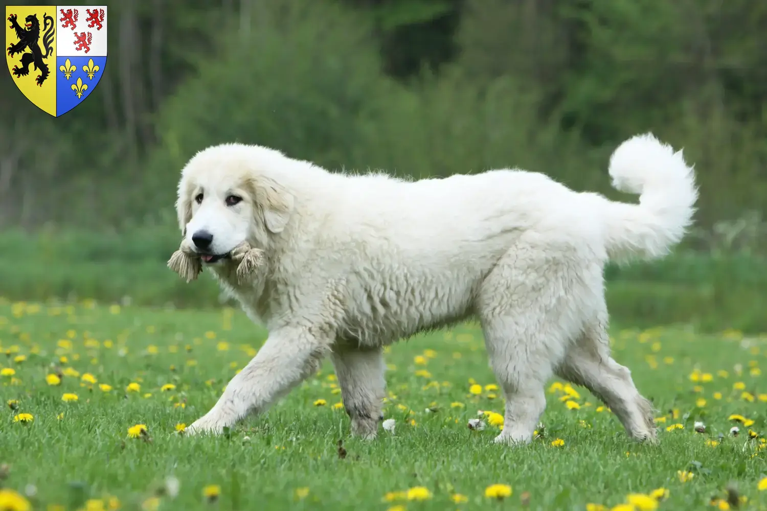 Pyrenean Mountain Dog puppies and breeders Hauts-de-France Find Pyrenean Mountain Dog breeders in Hauts-de-France.
