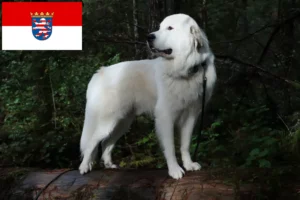 Read more about the article Pyrenean Mountain Dog breeders and puppies in Hesse