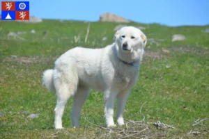 Read more about the article Pyrenean Mountain Dog breeder and puppies in Liberec