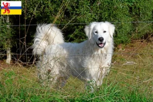 Read more about the article Pyrenean Mountain Dog breeder and puppies in Limburg