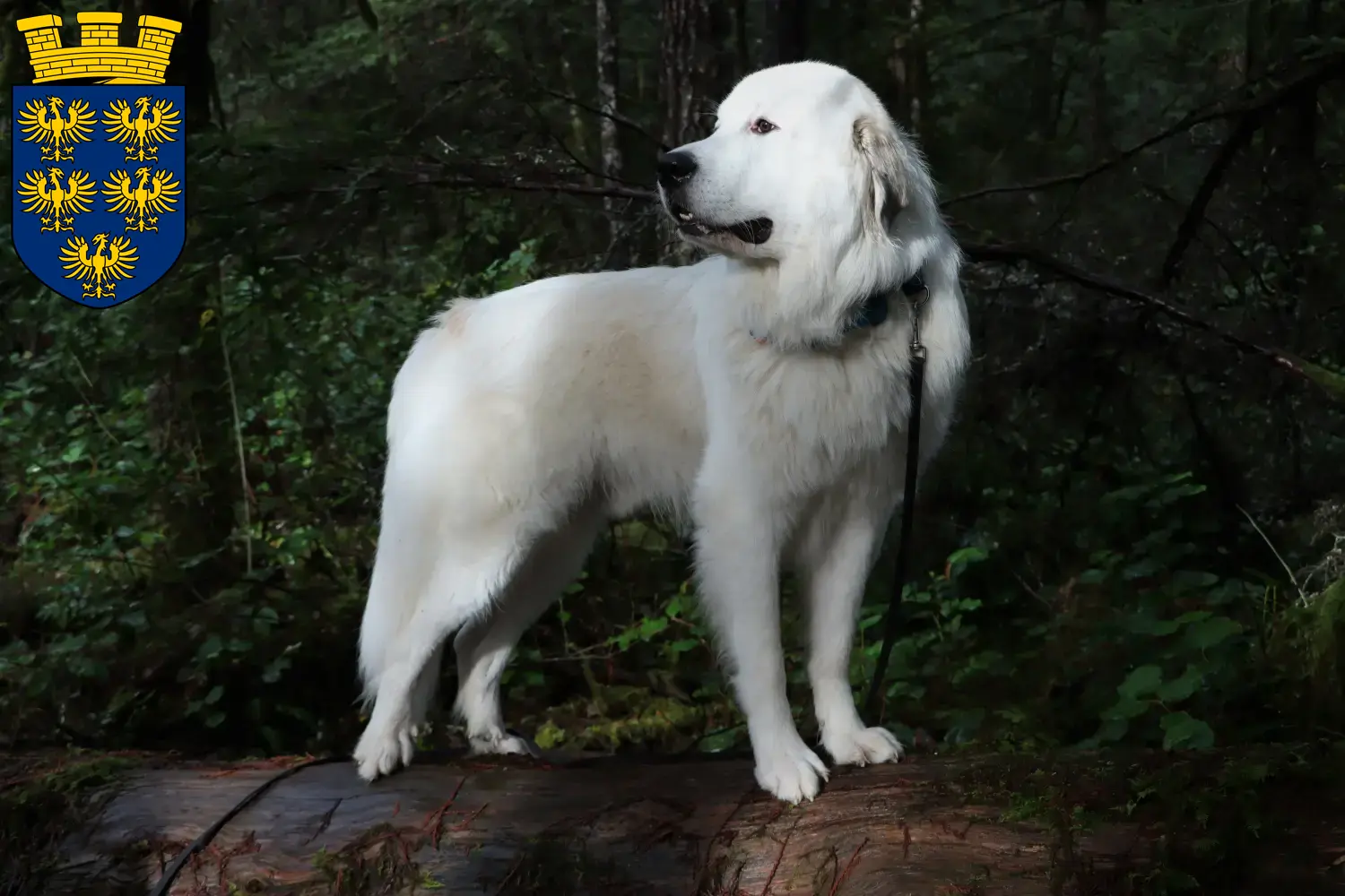 Read more about the article Pyrenean Mountain Dog breeders and puppies in Lower Austria