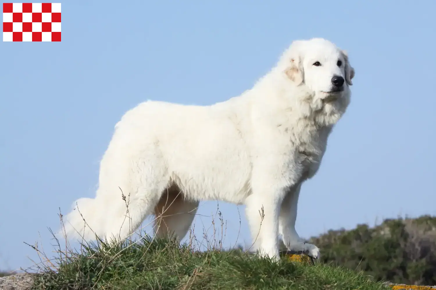 Pyrenean Mountain Dog puppies and breeders North Brabant Find Pyrenean Mountain Dog breeders in North Brabant.