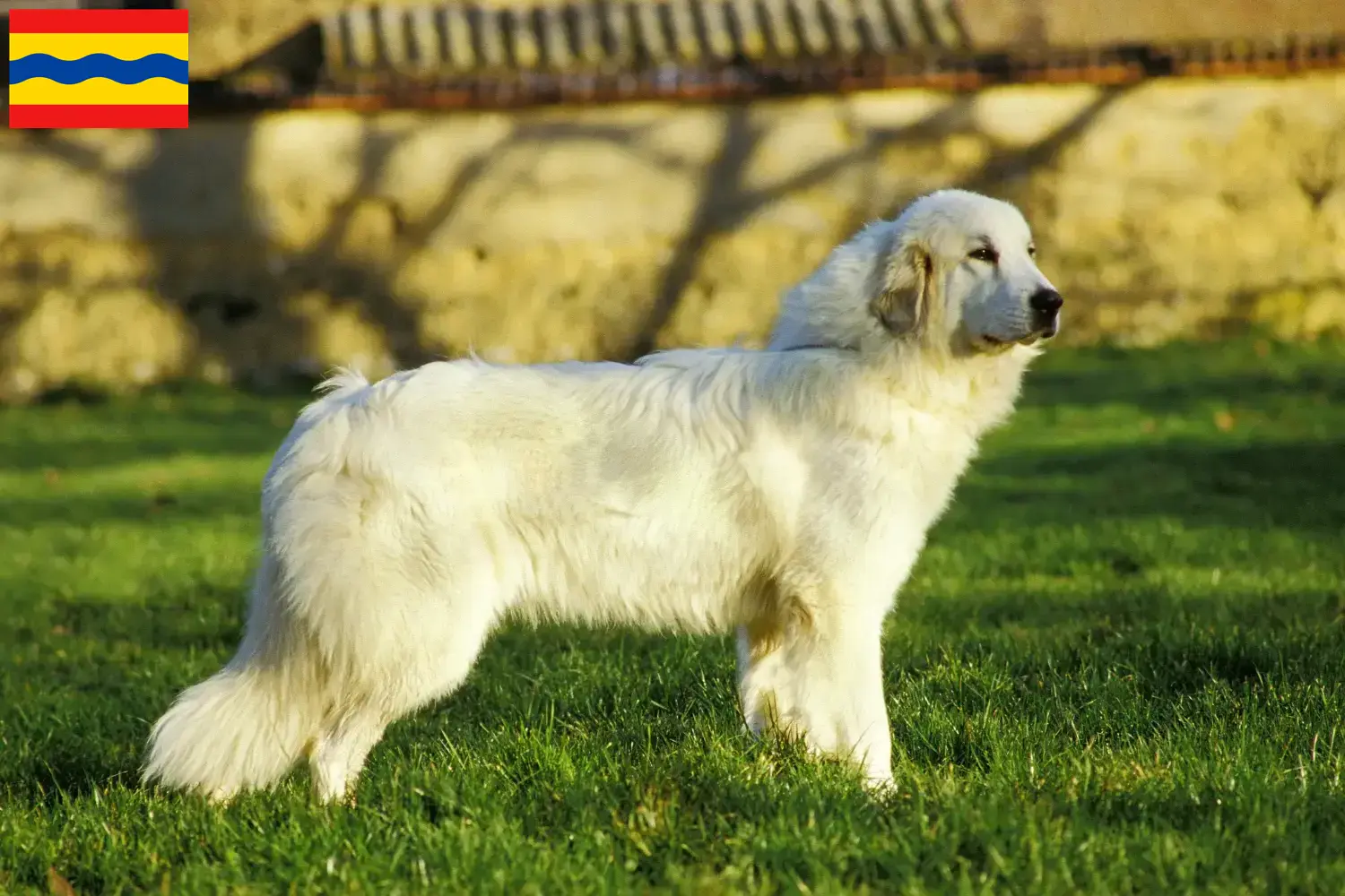 Pyrenean Mountain Dog puppies and breeders Overijssel Find Pyrenean Mountain Dog breeders in Overijssel.