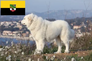 Read more about the article Pyrenean Mountain Dog breeders and puppies in Saxony-Anhalt