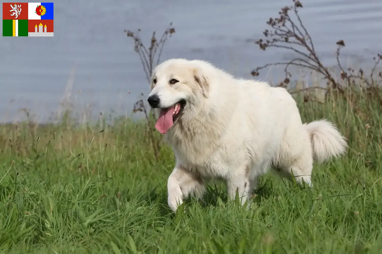 Pyrenean Mountain Dog puppies and breeders South Bohemia Find Pyrenean Mountain Dog breeders in South Bohemia.