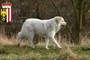 Read more about the article Pyrenean Mountain Dog breeders and puppies in Upper Austria