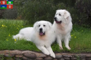 Read more about the article Pyrenean Mountain Dog breeders and puppies in Ústí