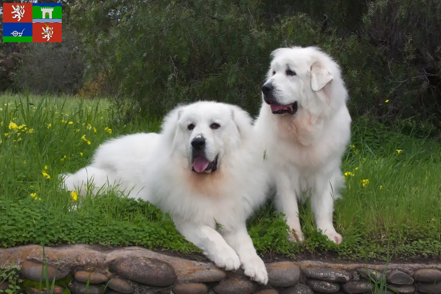 Read more about the article Pyrenean Mountain Dog breeders and puppies in Ústí