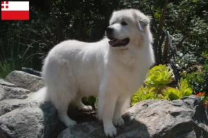 Read more about the article Pyrenean Mountain Dog breeder and puppies in Utrecht