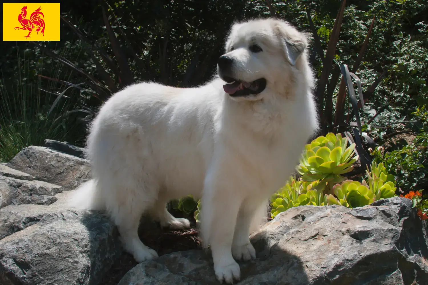 Pyrenean Mountain Dog puppies and breeders Walloon Region Find Pyrenean Mountain Dog breeders in Walloon Region.
