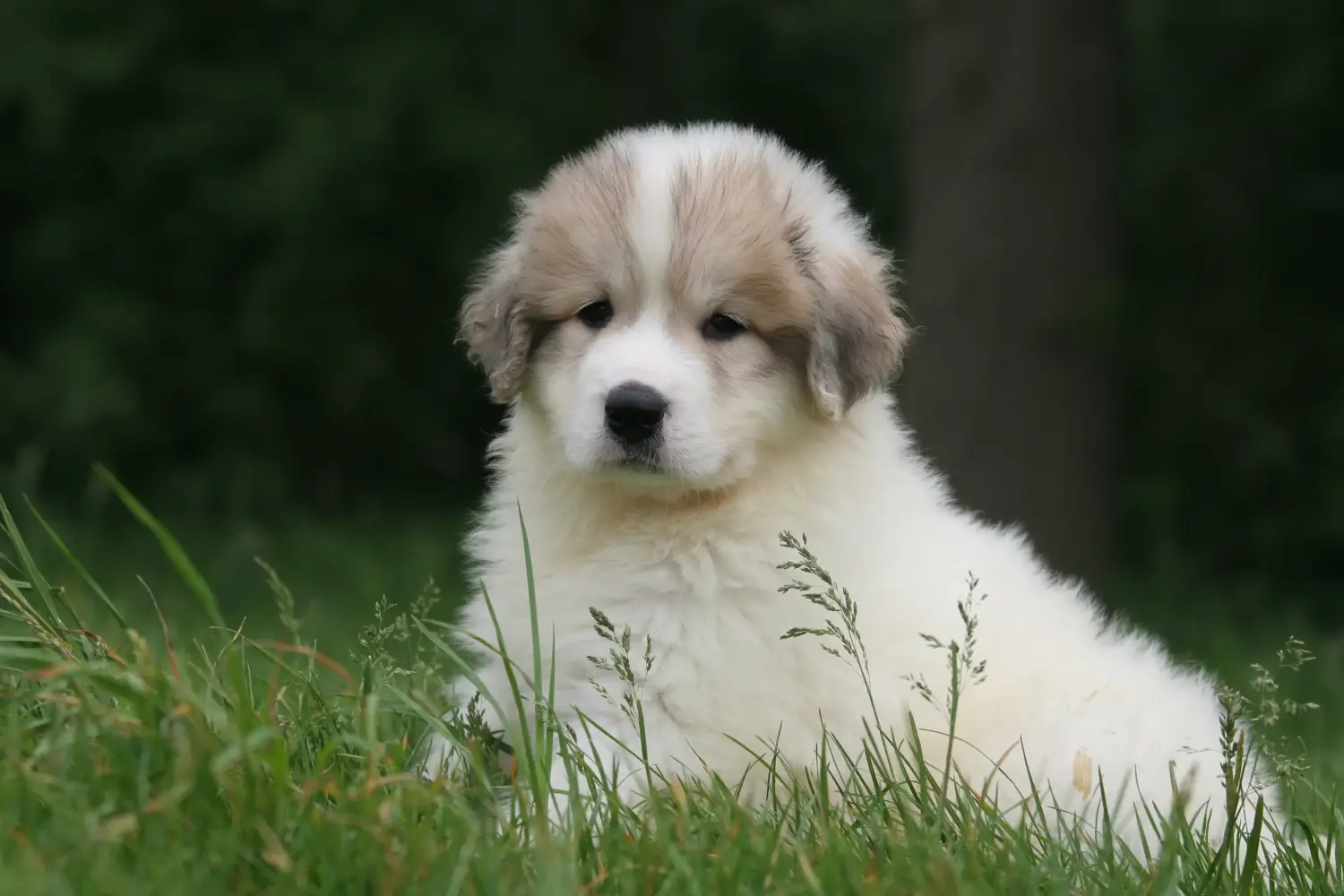 Buying a Pyrenean Mountain Dog puppy means taking responsibility! Buy Pyrenean Mountain Dog puppies.