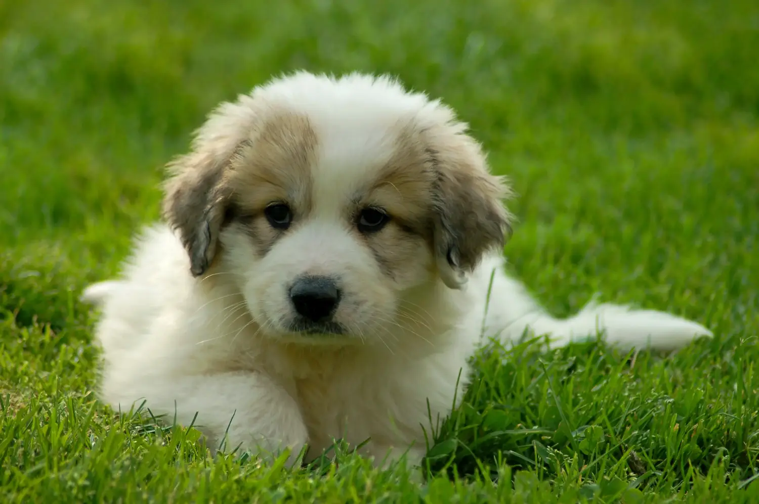 Buying a Pyrenean Mountain Dog puppy means taking responsibility! Buy Pyrenean Mountain Dog puppies.
